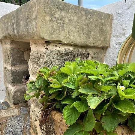 Tatil Evi Pajara Alle Macchie *