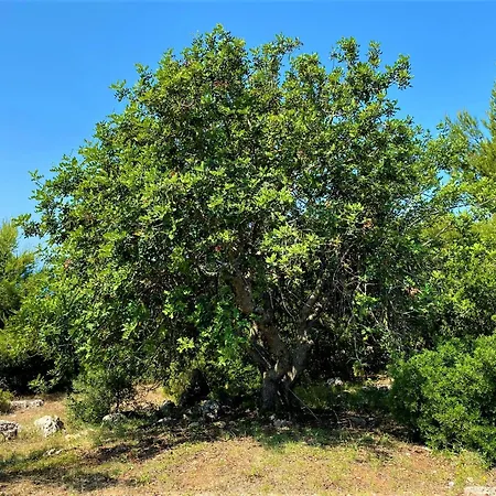 Pajara Alle Macchie Tatil Evi Torre Vado