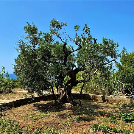 Pajara Alle Macchie Hébergement de vacances Torre Vado